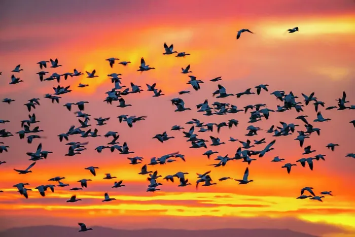 Framed Print : USA, New Mexico, Bosque Del Apache National Wildlife Refuge. Snow geese flying at sunrise Framed Print : USA, New Mexico, Bosque Del Apache National Wildlife Refuge. Snow geese flying at sunrise