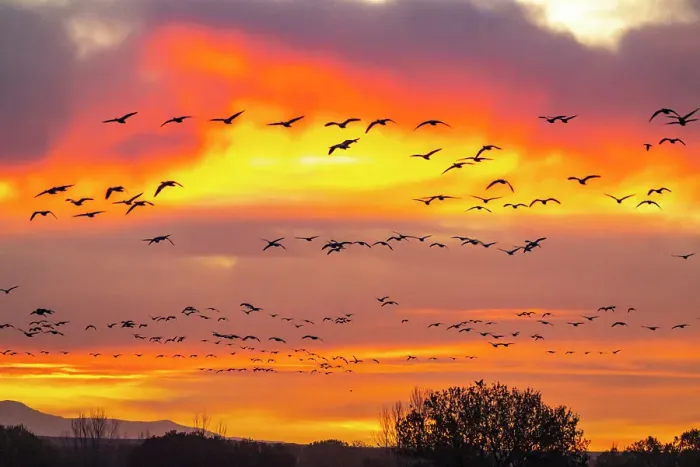 Framed Print : USA, New Mexico, Bosque Del Apache National Wildlife Refuge. Snow geese flying at sunrise Framed Print : USA, New Mexico, Bosque Del Apache National Wildlife Refuge. Snow geese flying at sunrise