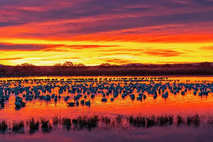 Framed Print : USA, New Mexico, Bosque Del Apache National Wildlife Refuge. Snow geese in water at sunrise Framed Print : USA, New Mexico, Bosque Del Apache National Wildlife Refuge. Snow geese in water at sunrise