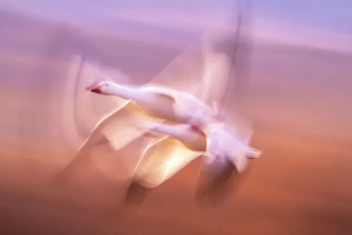 Framed Print : USA, New Mexico, Bosque Del Apache National Wildlife Refuge. Blur of snow geese flying