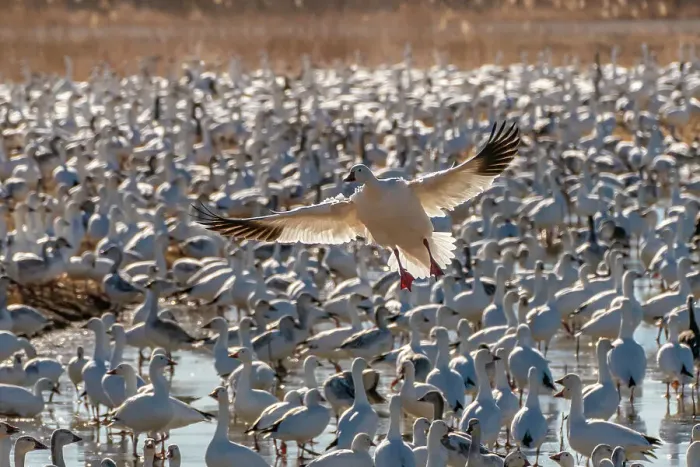 Framed Print : USA, New Mexico, Bosque Del Apache National Wildlife Refuge. Snow goose landing in flock Framed Print : USA, New Mexico, Bosque Del Apache National Wildlife Refuge. Snow goose landing in flock