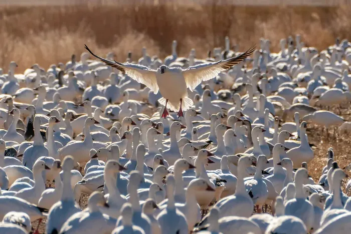 Framed Print : USA, New Mexico, Bosque Del Apache National Wildlife Refuge. Snow goose landing in flock Framed Print : USA, New Mexico, Bosque Del Apache National Wildlife Refuge. Snow goose landing in flock