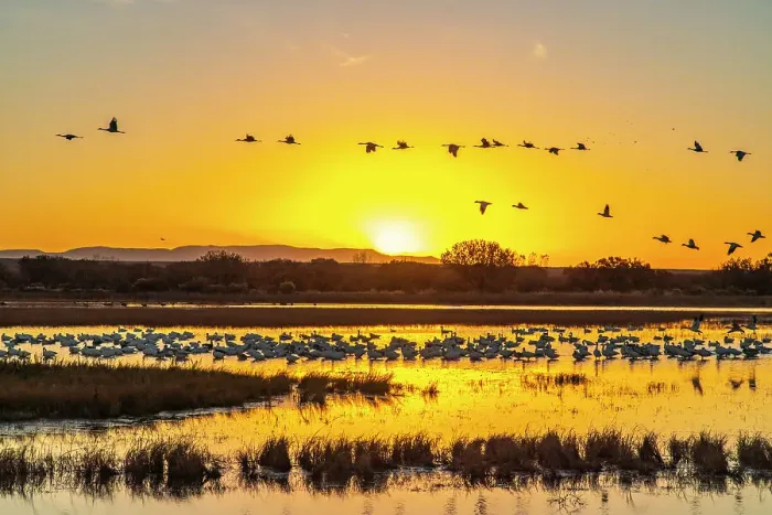 Framed Print : USA, New Mexico, Bosque Del Apache National Wildlife Refuge. Sandhill cranes flying over roosting snow geese at sunrise Framed Print : USA, New Mexico, Bosque Del Apache National Wildlife Refuge. Sandhill cranes flying over roosting snow geese at sunrise
