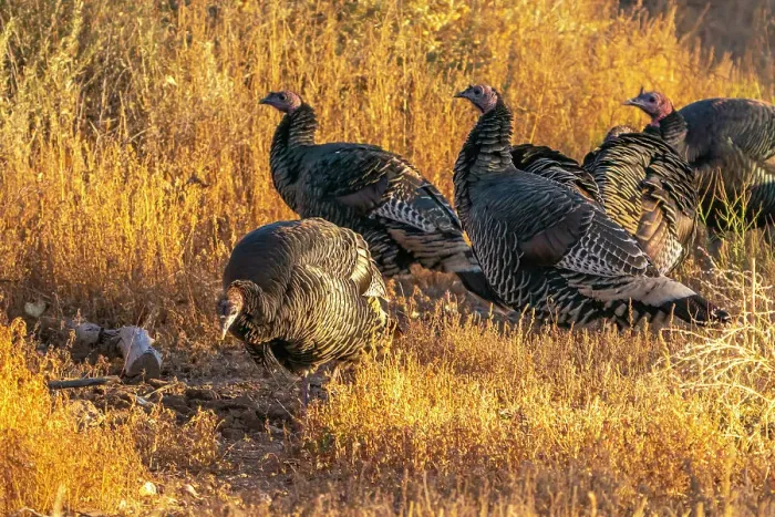 Framed Print : USA, New Mexico, Bosque Del Apache National Wildlife Refuge. Close-up of female wild turkeys Framed Print : USA, New Mexico, Bosque Del Apache National Wildlife Refuge. Close-up of female wild turkeys