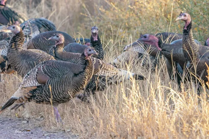 Framed Print : USA, New Mexico, Bosque Del Apache National Wildlife Refuge. Close-up of female wild turkeys Framed Print : USA, New Mexico, Bosque Del Apache National Wildlife Refuge. Close-up of female wild turkeys
