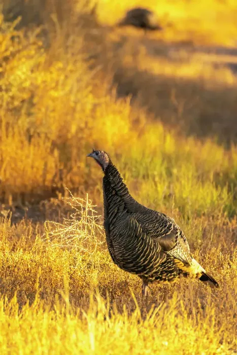 Framed Print : USA, New Mexico, Bosque Del Apache National Wildlife Refuge. Close-up of female wild turkey Framed Print : USA, New Mexico, Bosque Del Apache National Wildlife Refuge. Close-up of female wild turkey