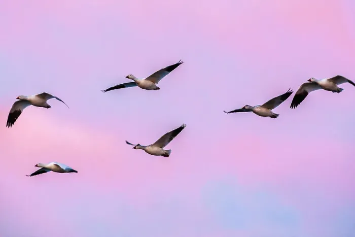 Framed Print : USA, New Mexico, Bosque Del Apache National Wildlife Refuge. Snow geese in flight at sunrise Framed Print : USA, New Mexico, Bosque Del Apache National Wildlife Refuge. Snow geese in flight at sunrise
