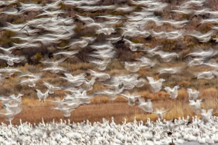 Framed Print : USA, New Mexico, Bosque Del Apache National Wildlife Refuge. Snow geese flock landing Framed Print : USA, New Mexico, Bosque Del Apache National Wildlife Refuge. Snow geese flock landing