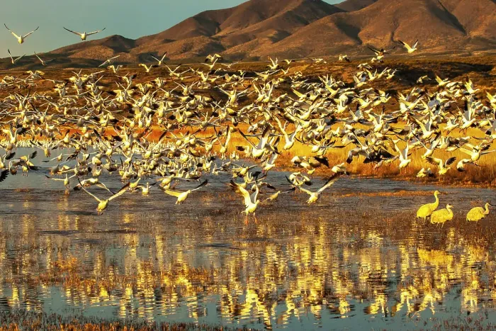 Framed Print : USA, New Mexico, Bosque Del Apache National Wildlife Refuge. Snow geese taking flight from water