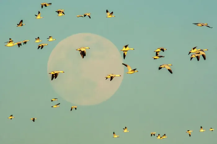 Framed Print : USA, New Mexico, Bosque Del Apache National Wildlife Refuge. Snow geese in flight past full moon Framed Print : USA, New Mexico, Bosque Del Apache National Wildlife Refuge. Snow geese in flight past full moon