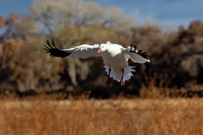 Framed Print : USA, New Mexico. Bosque Del Apache National Wildlife Refuge, snow geese flying Framed Print : USA, New Mexico. Bosque Del Apache National Wildlife Refuge, snow geese flying