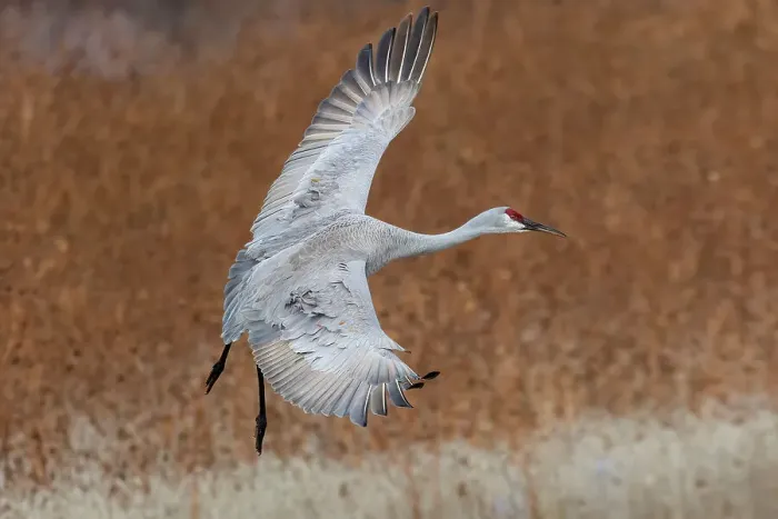 Framed Print : USA, New Mexico. Bosque Del Apache National Wildlife Refuge, sandhill crane in flight coming in for a landing