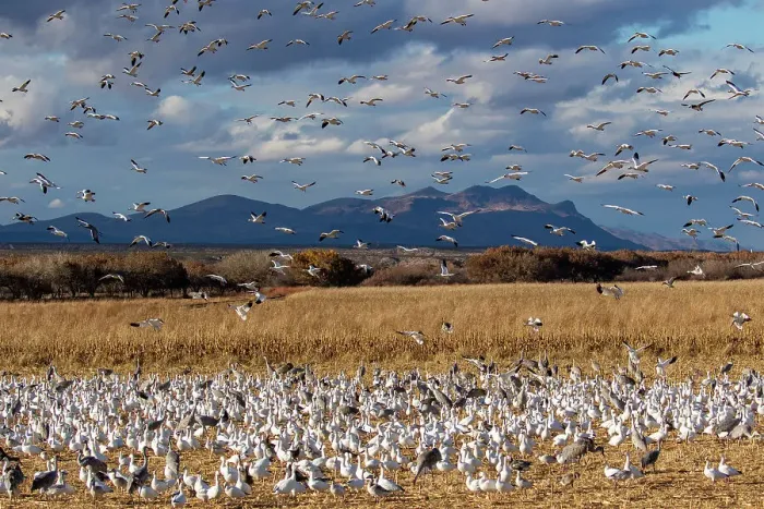 Framed Print : USA, New Mexico. Bosque Del Apache National Wildlife Refuge, snow geese flying