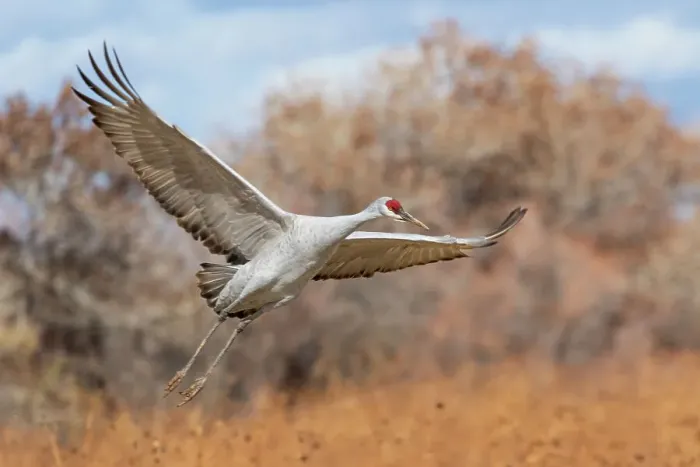 Framed Print : USA, New Mexico. Bosque Del Apache National Wildlife Refuge, sandhill crane in flight coming in for a landing Framed Print : USA, New Mexico. Bosque Del Apache National Wildlife Refuge, sandhill crane in flight coming in for a landing