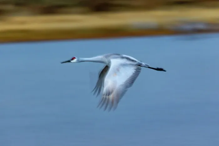 Framed Print : USA, New Mexico. Bosque Del Apache National Wildlife Refuge, sandhill crane in flight Framed Print : USA, New Mexico. Bosque Del Apache National Wildlife Refuge, sandhill crane in flight