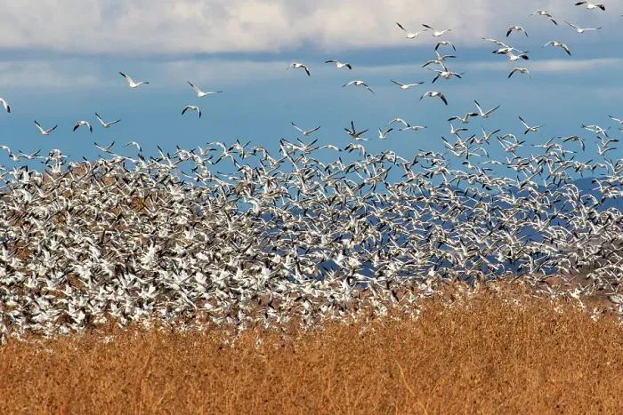 Framed Print : USA, New Mexico. Bosque Del Apache National Wildlife Refuge, snow geese flying Framed Print : USA, New Mexico. Bosque Del Apache National Wildlife Refuge, snow geese flying