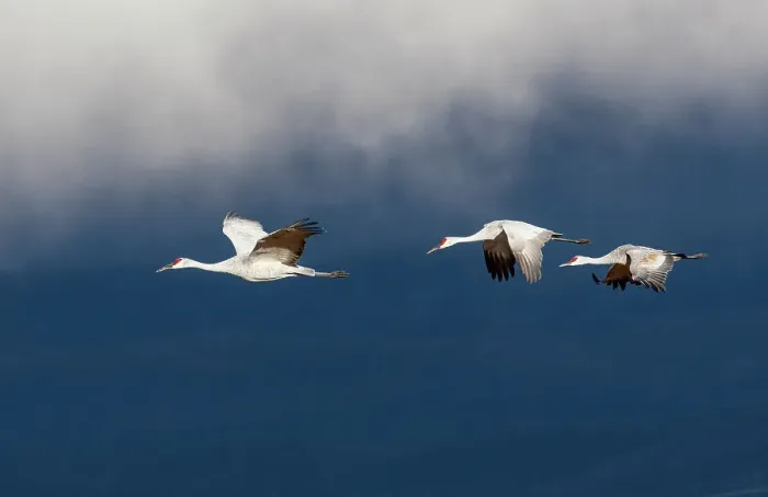 Framed Print : USA, New Mexico. Bosque Del Apache National Wildlife Refuge, sandhill crane in flight Framed Print : USA, New Mexico. Bosque Del Apache National Wildlife Refuge, sandhill crane in flight