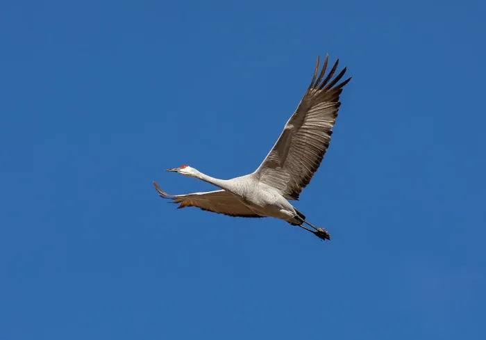 Framed Print : USA, New Mexico. Bosque Del Apache National Wildlife Refuge, sandhill crane in flight Framed Print : USA, New Mexico. Bosque Del Apache National Wildlife Refuge, sandhill crane in flight