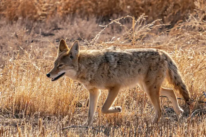 Framed Print : USA, New Mexico, Bosque Del Apache National Wildlife Refuge. Coyote walking in grass. ©Cathy & Gordon Illg / Jaynes Gallery / DanitaDelimont.com Framed Print : USA, New Mexico, Bosque Del Apache National Wildlife Refuge. Coyote walking in grass. ©Cathy & Gordon Illg / Jaynes Gallery / DanitaDelimont.com