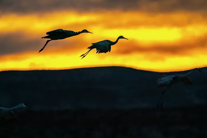 Framed Print : USA, New Mexico, Bosque Del Apache National Wildlife Refuge. Sandhill cranes landing at sunset. ©Cathy & Gordon Illg / Jaynes Gallery / DanitaDelimont.com Framed Print : USA, New Mexico, Bosque Del Apache National Wildlife Refuge. Sandhill cranes landing at sunset. ©Cathy & Gordon Illg / Jaynes Gallery / DanitaDelimont.com