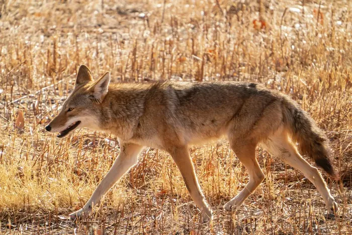 Framed Print : USA, New Mexico, Bosque Del Apache National Wildlife Refuge. Coyote walking in grass stubble. ©Cathy & Gordon Illg  /  Jaynes Gallery  /  DanitaDelimont.com