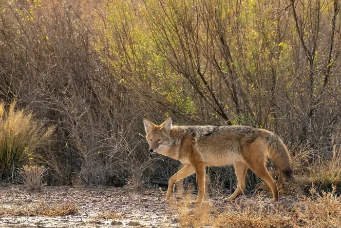 Framed Print : USA, New Mexico, Bosque Del Apache National Wildlife Refuge. Coyote walking in muddy field. ©Cathy & Gordon Illg  /  Jaynes Gallery  /  DanitaDelimont.com