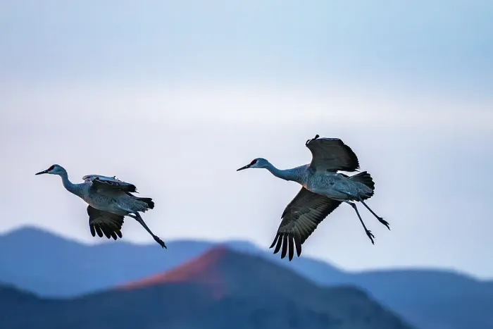 Framed Print : USA, New Mexico, Bosque Del Apache National Wildlife Refuge. Sandhill cranes landing at sunset. ©Cathy & Gordon Illg / Jaynes Gallery / DanitaDelimont.com Framed Print : USA, New Mexico, Bosque Del Apache National Wildlife Refuge. Sandhill cranes landing at sunset. ©Cathy & Gordon Illg / Jaynes Gallery / DanitaDelimont.com
