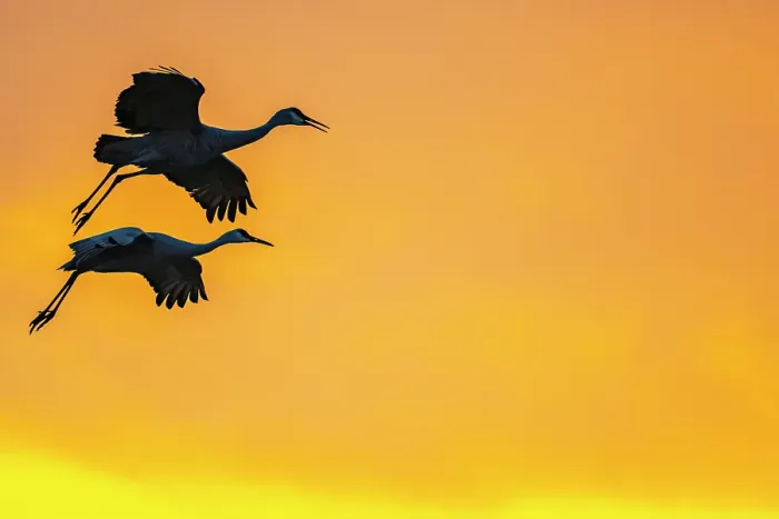 Framed Print : USA, New Mexico, Bosque Del Apache National Wildlife Refuge. Sandhill crane landing at sunset. ©Cathy & Gordon Illg  /  Jaynes Gallery  /  DanitaDelimont.com