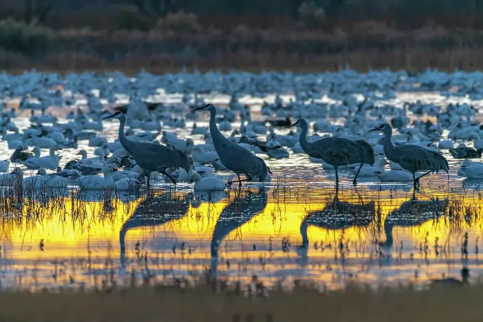 Framed Print : USA, New Mexico, Bosque Del Apache National Wildlife Refuge. Birds in water at sunrise. ©Cathy & Gordon Illg / Jaynes Gallery / DanitaDelimont.com Framed Print : USA, New Mexico, Bosque Del Apache National Wildlife Refuge. Birds in water at sunrise. ©Cathy & Gordon Illg / Jaynes Gallery / DanitaDelimont.com