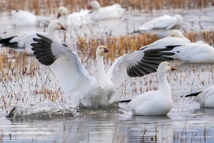 Framed Print : USA, New Mexico, Bosque Del Apache National Wildlife Refuge. snow goose landing splash. ©Cathy & Gordon Illg  /  Jaynes Gallery  /  DanitaDelimont.com