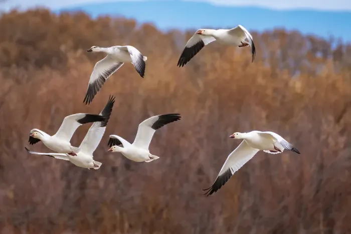 Framed Print : USA, New Mexico, Bosque Del Apache National Wildlife Refuge. Snow geese in flight. ©Cathy & Gordon Illg / Jaynes Gallery / DanitaDelimont.com Framed Print : USA, New Mexico, Bosque Del Apache National Wildlife Refuge. Snow geese in flight. ©Cathy & Gordon Illg / Jaynes Gallery / DanitaDelimont.com