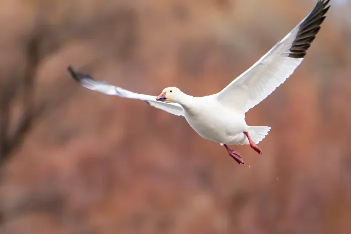 Framed Print : USA, New Mexico, Bosque Del Apache National Wildlife Refuge. Snow goose in flight. ©Cathy & Gordon Illg  /  Jaynes Gallery  /  DanitaDelimont.com