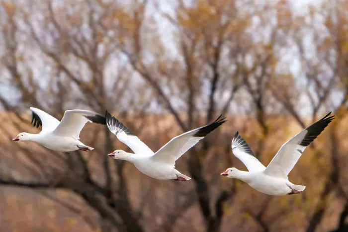 Framed Print : USA, New Mexico, Bosque Del Apache National Wildlife Refuge. snow geese in flight, autumn color. ©Cathy & Gordon Illg / Jaynes Gallery / DanitaDelimont.com Framed Print : USA, New Mexico, Bosque Del Apache National Wildlife Refuge. snow geese in flight, autumn color. ©Cathy & Gordon Illg / Jaynes Gallery / DanitaDelimont.com