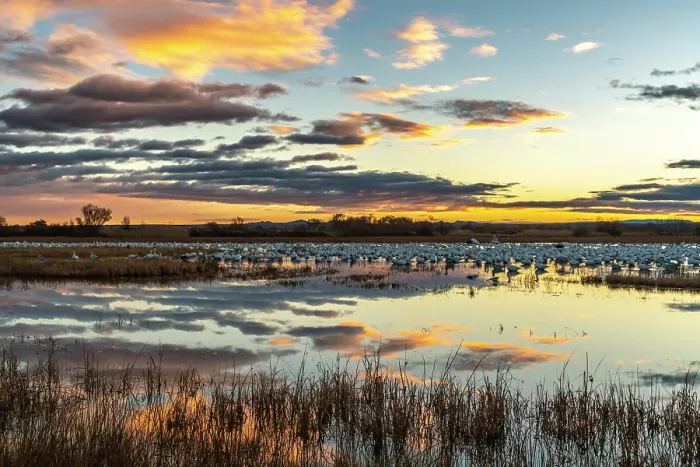 Framed Print : USA, New Mexico, Bosque Del Apache National Wildlife Refuge. Snow geese in water at sunrise. ©Cathy & Gordon Illg  /  Jaynes Gallery  /  DanitaDelimont.com