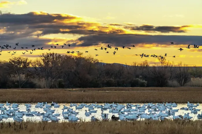 Framed Print : USA, New Mexico, Bosque Del Apache National Wildlife Refuge. Snow geese in water at sunrise. ©Cathy & Gordon Illg  /  Jaynes Gallery  /  DanitaDelimont.com