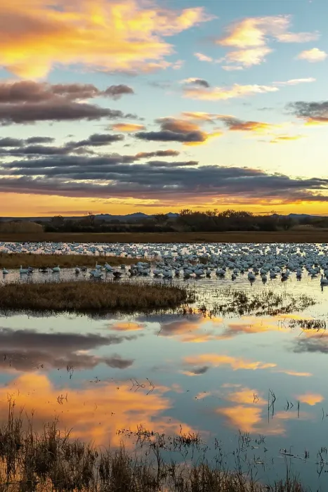 Framed Print : USA, New Mexico, Bosque Del Apache National Wildlife Refuge. Snow geese in water at sunrise. ©Cathy & Gordon Illg / Jaynes Gallery / DanitaDelimont.com Framed Print : USA, New Mexico, Bosque Del Apache National Wildlife Refuge. Snow geese in water at sunrise. ©Cathy & Gordon Illg / Jaynes Gallery / DanitaDelimont.com