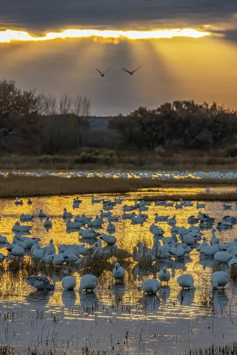 Framed Print : USA, New Mexico, Bosque Del Apache National Wildlife Refuge. Snow geese in water at sunrise. ©Cathy & Gordon Illg / Jaynes Gallery / DanitaDelimont.com Framed Print : USA, New Mexico, Bosque Del Apache National Wildlife Refuge. Snow geese in water at sunrise. ©Cathy & Gordon Illg / Jaynes Gallery / DanitaDelimont.com