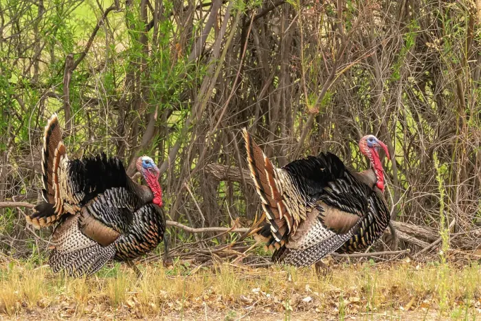 Framed Print : USA, New Mexico, Bosque del Apache National Wildlife Refuge. Two male wild turkeys displaying Framed Print : USA, New Mexico, Bosque del Apache National Wildlife Refuge. Two male wild turkeys displaying