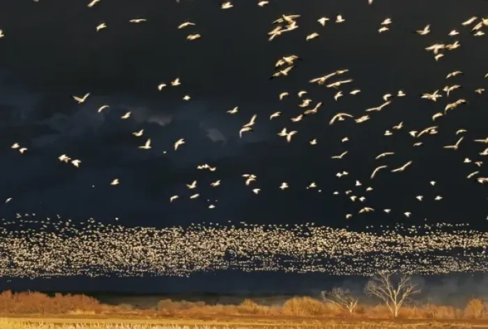 Framed Print : USA, New Mexico, Bosque del Apache National Wildlife Refuge. Snow geese in flight Framed Print : USA, New Mexico, Bosque del Apache National Wildlife Refuge. Snow geese in flight