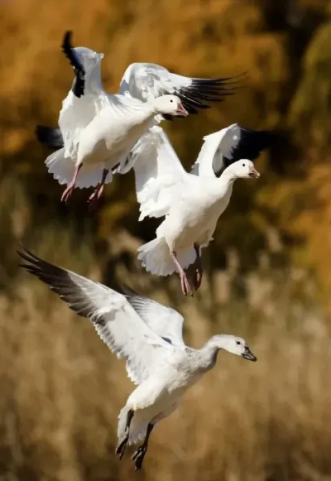 Framed Print : USA, New Mexico, Bosque del Apache National Wildlife Refuge, Snow Geese Framed Print : USA, New Mexico, Bosque del Apache National Wildlife Refuge, Snow Geese