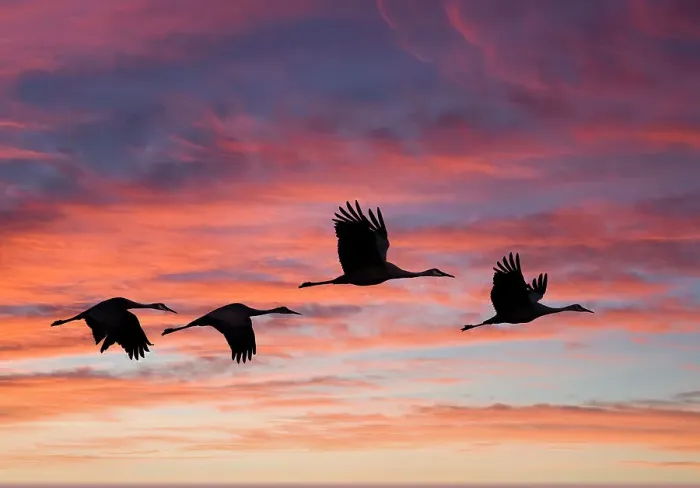Framed Print : USA, New Mexico. Bosque Del Apache National Wildlife Refuge with sandhill cranes in flight silhouetted at sunset