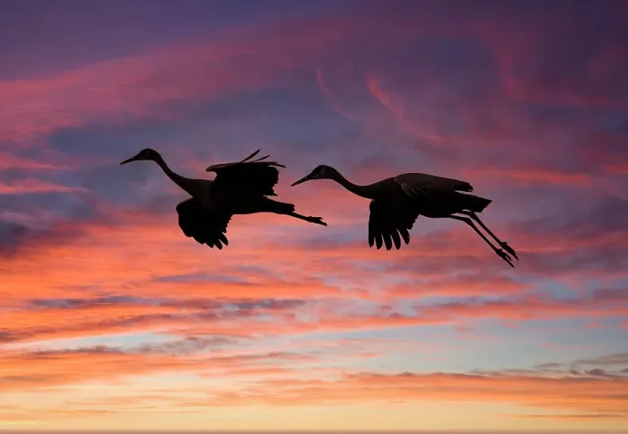 Framed Print : USA, New Mexico. Bosque Del Apache National Wildlife Refuge with sandhill cranes in flight silhouetted at sunset Framed Print : USA, New Mexico. Bosque Del Apache National Wildlife Refuge with sandhill cranes in flight silhouetted at sunset
