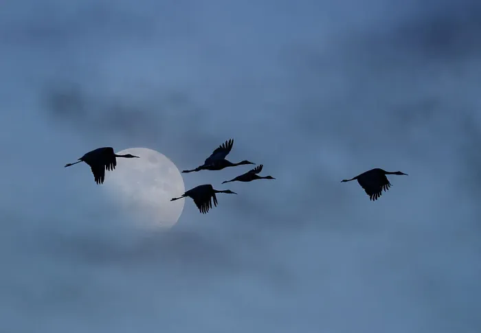 Framed Print : USA, New Mexico. Bosque Del Apache National Wildlife Refuge with sandhill cranes in flight silhouetted with moon showing through clouds Framed Print : USA, New Mexico. Bosque Del Apache National Wildlife Refuge with sandhill cranes in flight silhouetted with moon showing through clouds