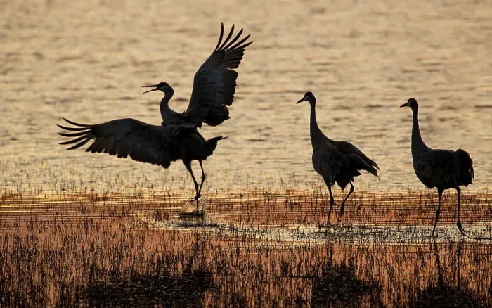 Framed Print : USA, New Mexico. Bosque Del Apache National Wildlife Refuge with sandhill cranes in pond silhouetted at sunset Framed Print : USA, New Mexico. Bosque Del Apache National Wildlife Refuge with sandhill cranes in pond silhouetted at sunset