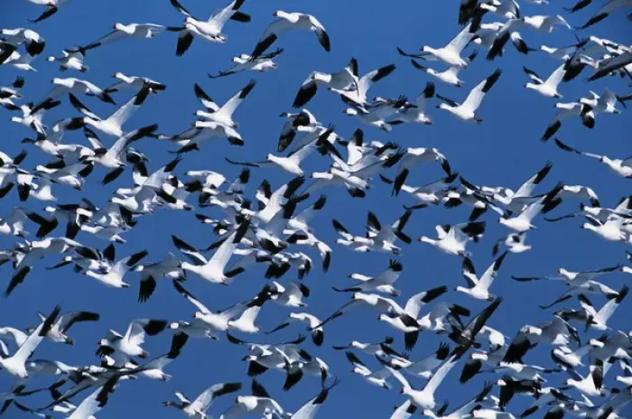 Framed Print : USA, New Mexico, Bosque Del Apache National Wildlife Rescue, Snow geese in flight Framed Print : USA, New Mexico, Bosque Del Apache National Wildlife Rescue, Snow geese in flight