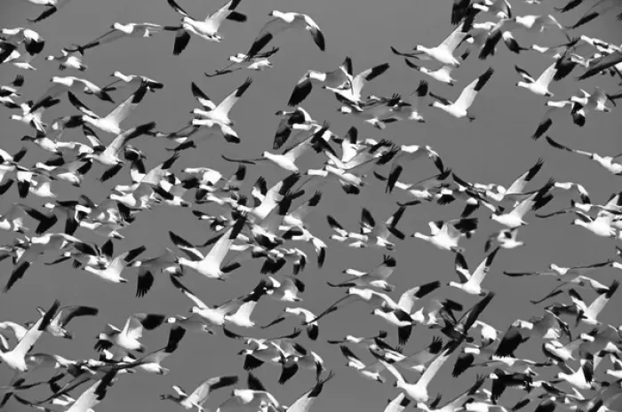 Framed Print : USA, New Mexico, Bosque Del Apache National Wildlife Rescue, Snow geese in flight Framed Print : USA, New Mexico, Bosque Del Apache National Wildlife Rescue, Snow geese in flight