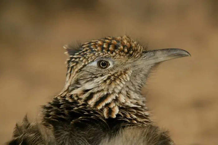 Framed Print : USA, New Mexico, Bosque del Apache National Wildlife Reserve. Head portrait of great roadrunner Framed Print : USA, New Mexico, Bosque del Apache National Wildlife Reserve. Head portrait of great roadrunner