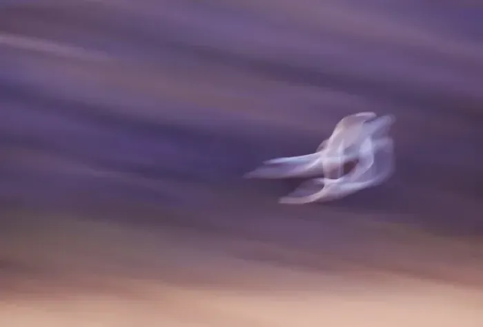 Framed Print : USA, New Mexico, Bosque del Apache National Wildlife Reserve, Abstract of two snow geese in flight Framed Print : USA, New Mexico, Bosque del Apache National Wildlife Reserve, Abstract of two snow geese in flight