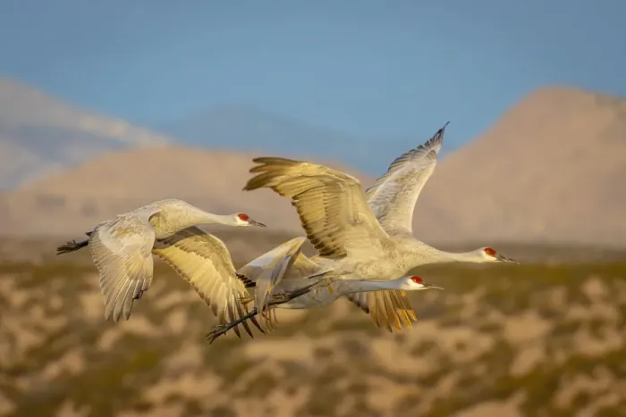 Framed Print : USA, New Mexico, Bosque del Apache National Wildlife Reserve. Sandhill cranes flying Framed Print : USA, New Mexico, Bosque del Apache National Wildlife Reserve. Sandhill cranes flying