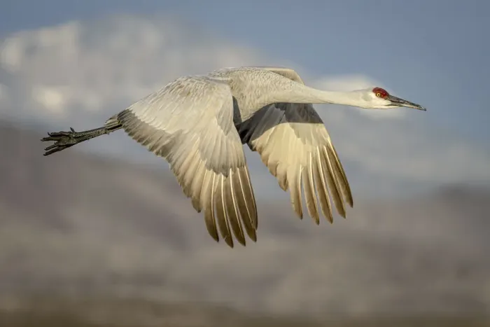Framed Print : USA, New Mexico, Bosque del Apache National Wildlife Reserve. Sandhill crane flying Framed Print : USA, New Mexico, Bosque del Apache National Wildlife Reserve. Sandhill crane flying